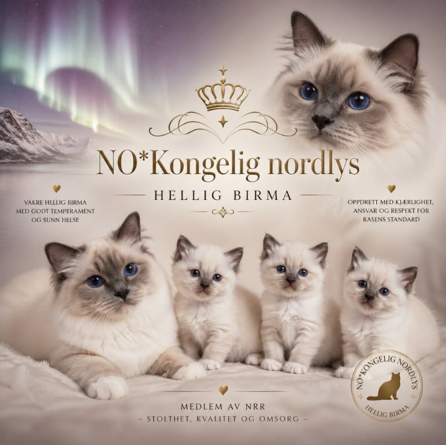 NO Kongelig Nordlys – Hellig Birma med kattunger under nordlyset